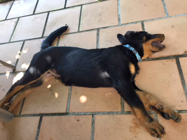  domainedelalicorne.fr photo chien beauceron photo chiot beauceron Elevage de beauceron chiot beauceron pure race élevage du clos de la licorne elevage des gardiens de la licorne elevage beauceron noir et feu authentique gros gabarits élevage de Beauceron familial sérieux et qualité domainedelalicorne.fr suivi des chiots conseil d’éducation chiot propre bas rouge santé caractère spécialiste du beauceron noir et feu ou arlequin chien rustique berger de France  nos chiots sont élevés avec amour et attention notre passion au service de la qualité Beauceron de qualité et sportif domaine de la licorne 04380 BARRAS élevage en liberté éleveur berger de beauce élevage de beauceron de travail 06 11 20 51 93 site domainedelalicorne.fr mail domainedelalicorne@gmail.com